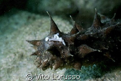 Echinoderms - Holothuria tubulosa (reproduction) by Vito Lorusso 